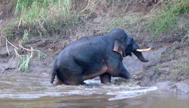 Gajah Kalimantan