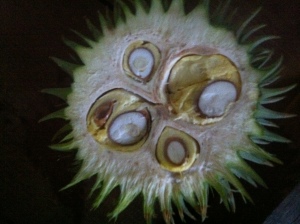 Durian Tongkoy
